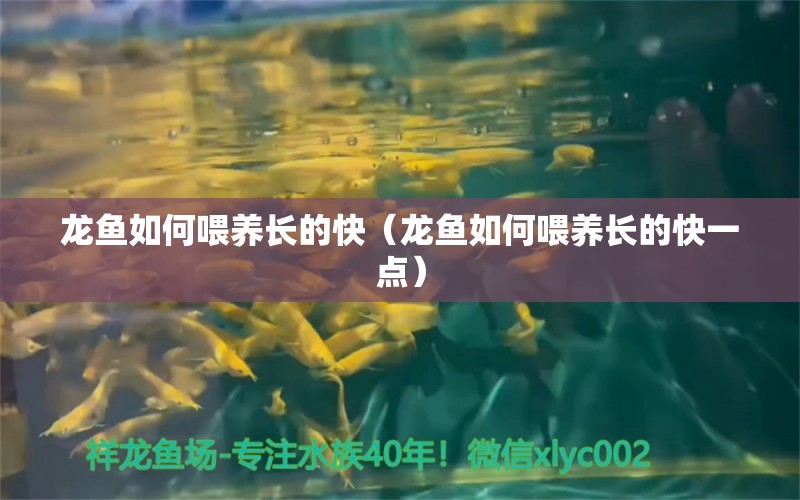 龙鱼如何喂养长的快（龙鱼如何喂养长的快一点） 广州龙鱼批发市场