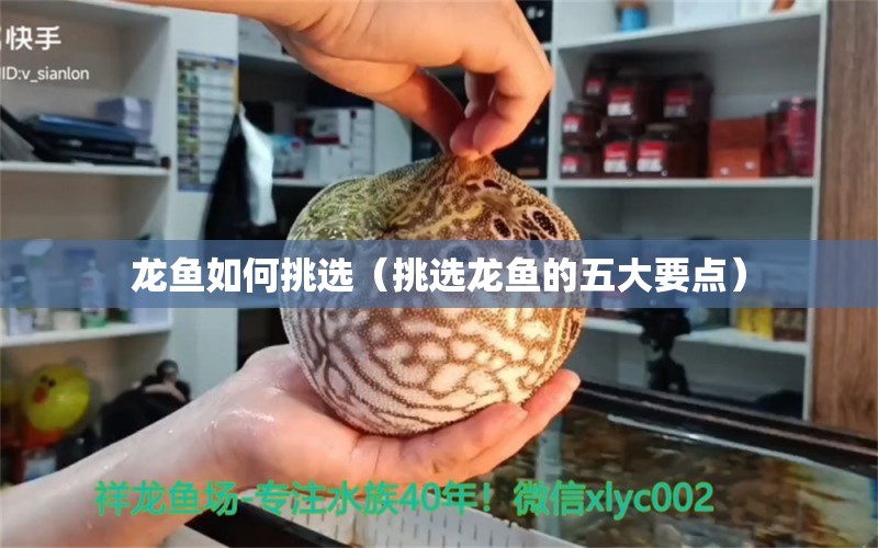 龙鱼如何挑选（挑选龙鱼的五大要点）