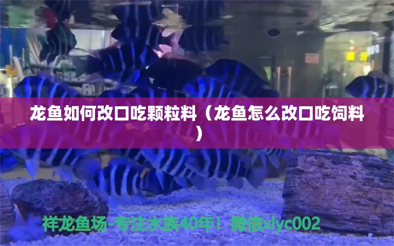 龙鱼如何改口吃颗粒料（龙鱼怎么改口吃饲料） 龙鱼疾病与治疗