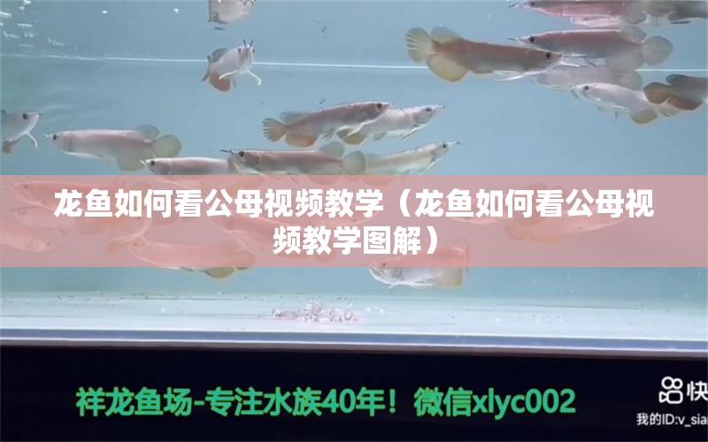 龙鱼如何看公母视频教学（龙鱼如何看公母视频教学图解） 广州龙鱼批发市场