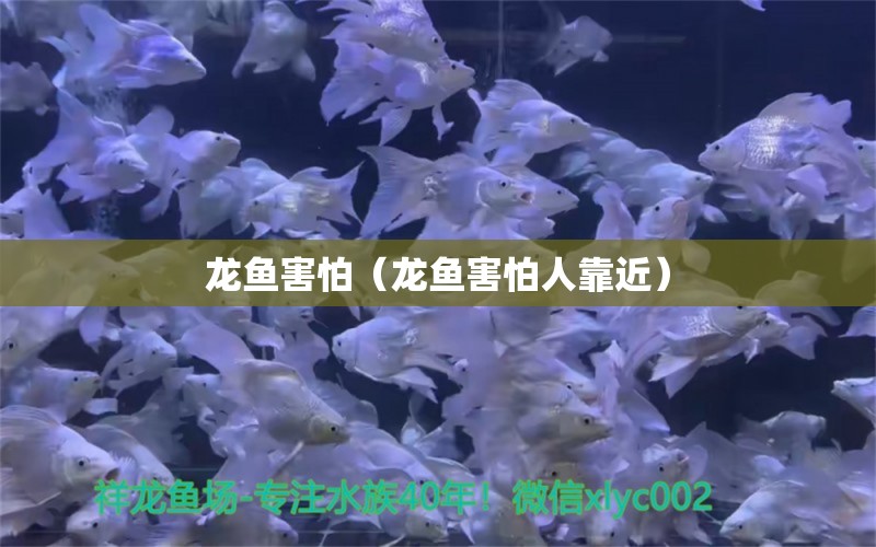 龙鱼害怕（龙鱼害怕人靠近）