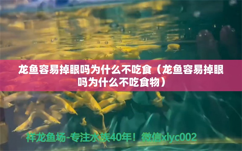 龙鱼容易掉眼吗为什么不吃食（龙鱼容易掉眼吗为什么不吃食物） 广州龙鱼批发市场