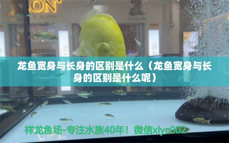 龙鱼宽身与长身的区别是什么（龙鱼宽身与长身的区别是什么呢） 广州龙鱼批发市场