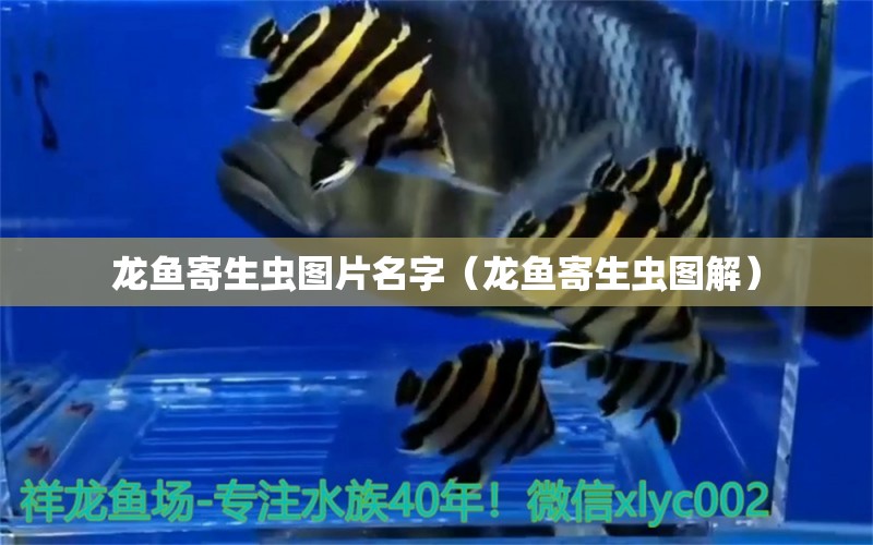 龙鱼寄生虫图片名字（龙鱼寄生虫图解）