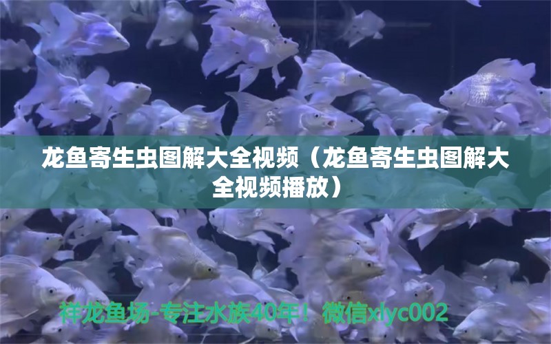 龙鱼寄生虫图解大全视频（龙鱼寄生虫图解大全视频播放） 龙鱼疾病与治疗