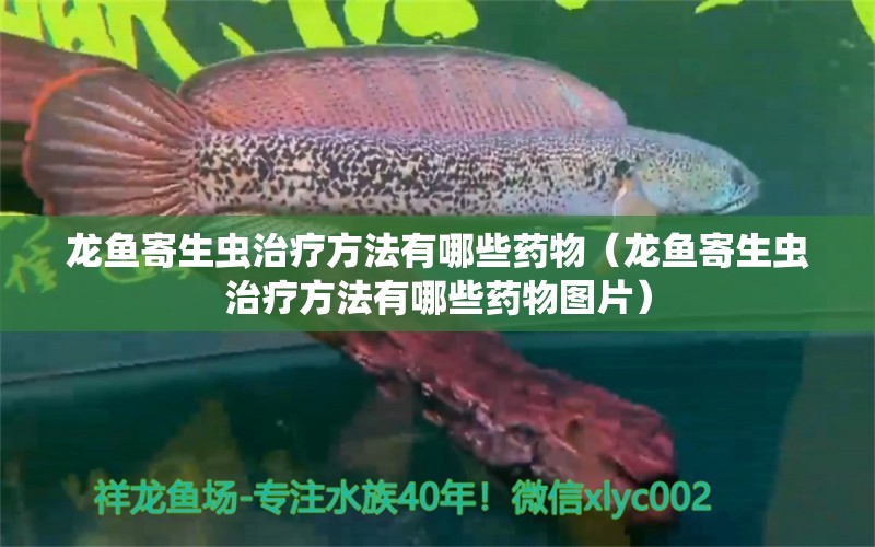 龙鱼寄生虫治疗方法有哪些药物（龙鱼寄生虫治疗方法有哪些药物图片）