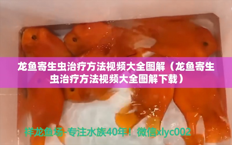 龙鱼寄生虫治疗方法视频大全图解（龙鱼寄生虫治疗方法视频大全图解下载）