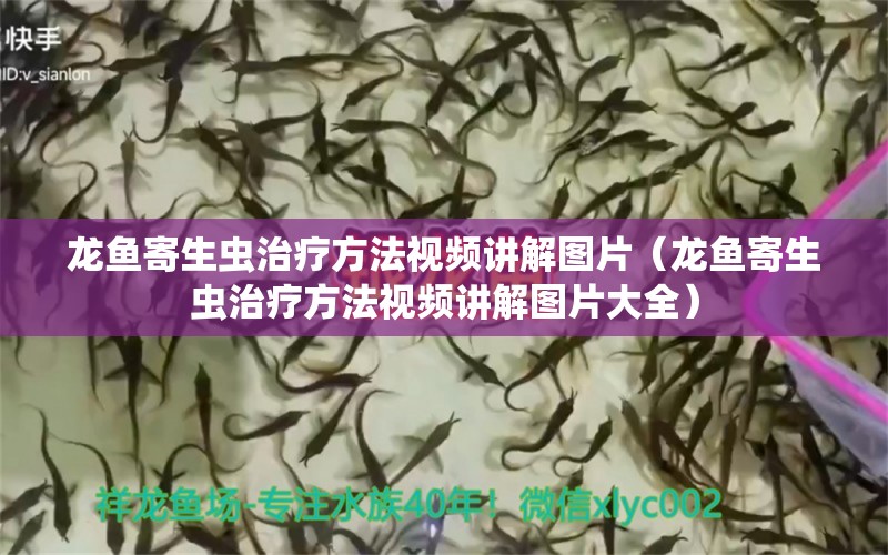 龙鱼寄生虫治疗方法视频讲解图片（龙鱼寄生虫治疗方法视频讲解图片大全）