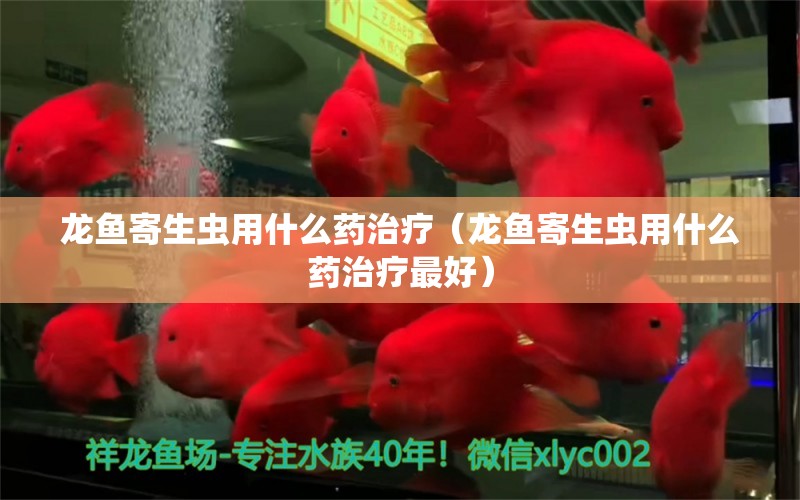 龙鱼寄生虫用什么药治疗（龙鱼寄生虫用什么药治疗最好）