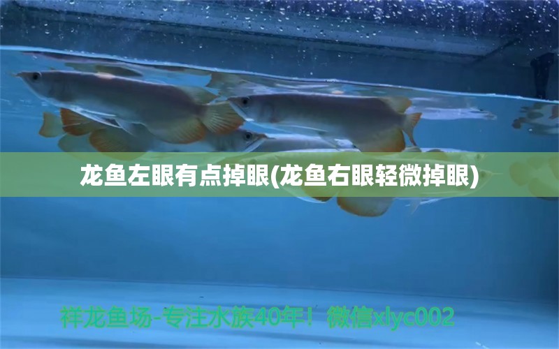 龙鱼左眼有点掉眼(龙鱼右眼轻微掉眼)