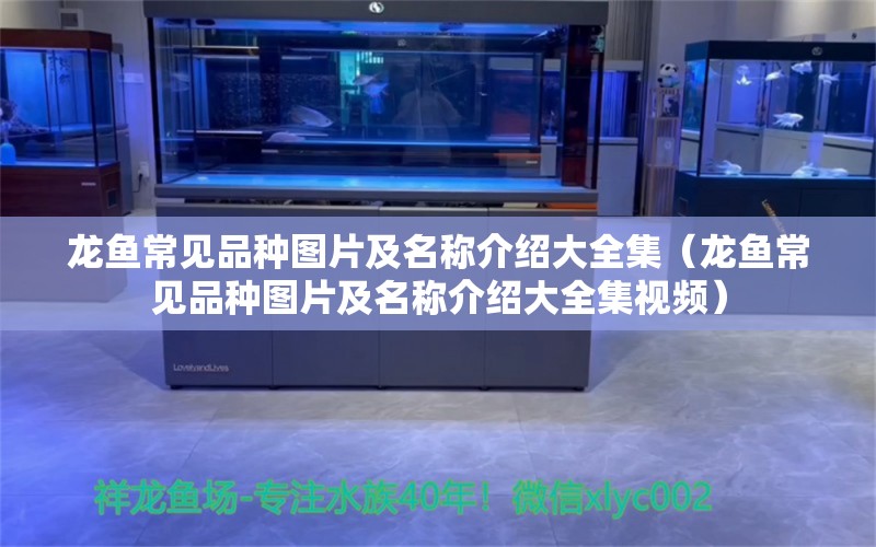 龙鱼常见品种图片及名称介绍大全集（龙鱼常见品种图片及名称介绍大全集视频）