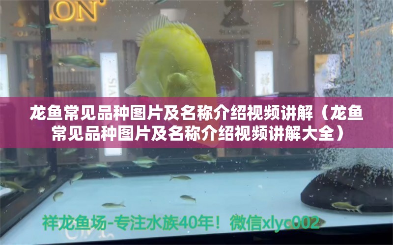 龙鱼常见品种图片及名称介绍视频讲解（龙鱼常见品种图片及名称介绍视频讲解大全）