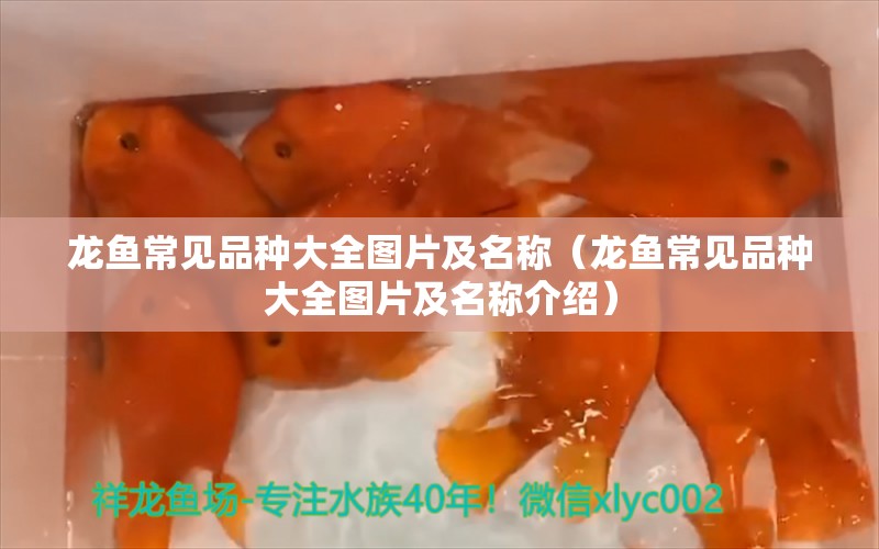 龙鱼常见品种大全图片及名称（龙鱼常见品种大全图片及名称介绍） 龙鱼疾病与治疗