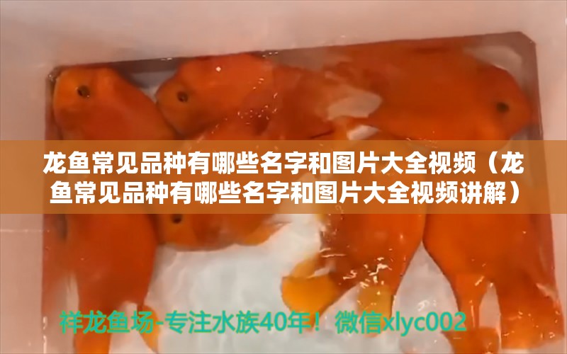 龙鱼常见品种有哪些名字和图片大全视频（龙鱼常见品种有哪些名字和图片大全视频讲解）