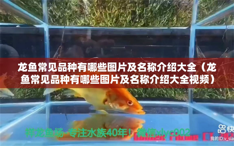 龙鱼常见品种有哪些图片及名称介绍大全（龙鱼常见品种有哪些图片及名称介绍大全视频）