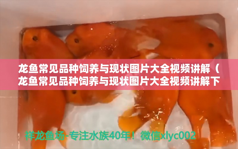 龙鱼常见品种饲养与现状图片大全视频讲解（龙鱼常见品种饲养与现状图片大全视频讲解下载）