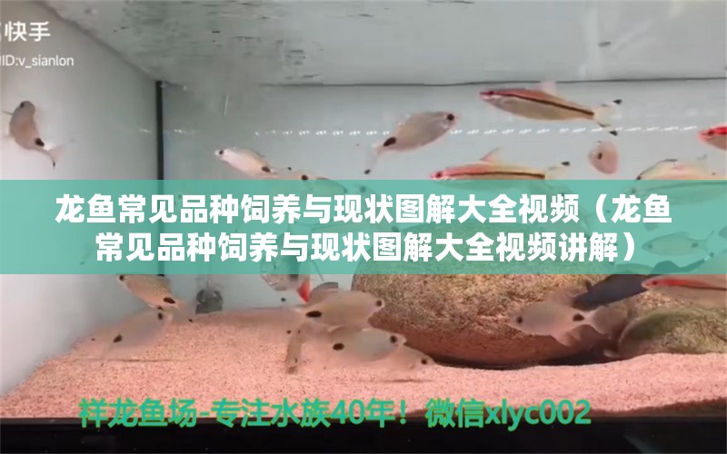 龙鱼常见品种饲养与现状图解大全视频（龙鱼常见品种饲养与现状图解大全视频讲解） 龙鱼疾病与治疗