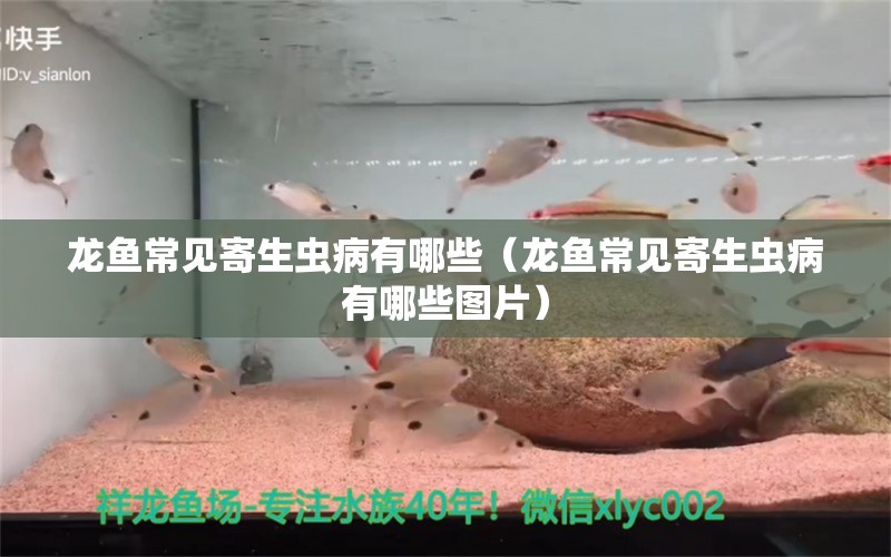 龙鱼常见寄生虫病有哪些（龙鱼常见寄生虫病有哪些图片） 龙鱼疾病与治疗