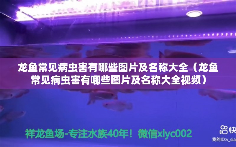 龙鱼常见病虫害有哪些图片及名称大全（龙鱼常见病虫害有哪些图片及名称大全视频）