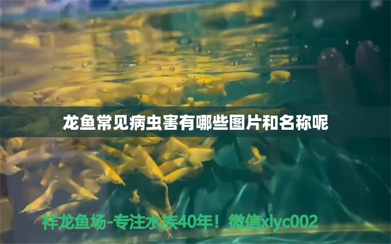 龙鱼常见病虫害有哪些图片和名称呢