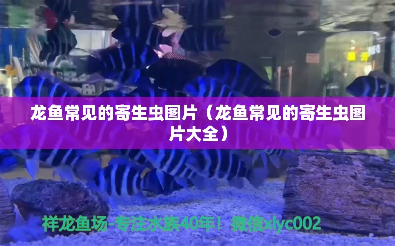 龙鱼常见的寄生虫图片（龙鱼常见的寄生虫图片大全） 龙鱼疾病与治疗