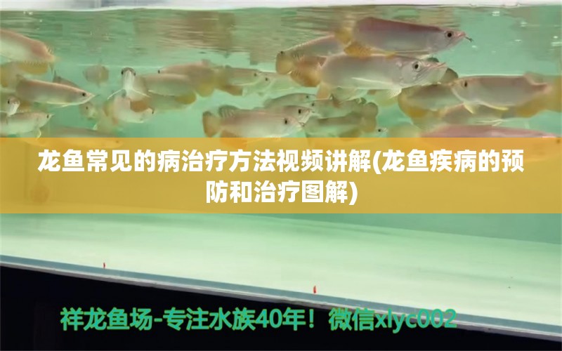 龙鱼常见的病治疗方法视频讲解(龙鱼疾病的预防和治疗图解)