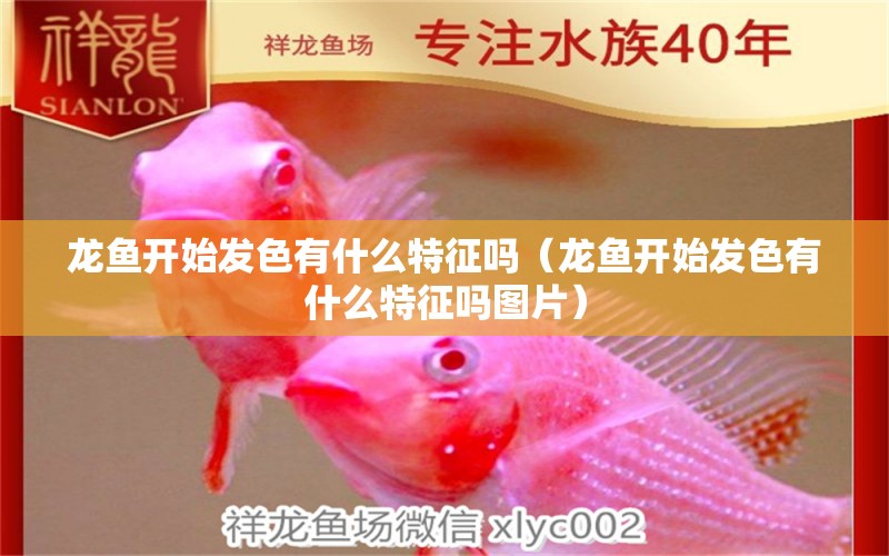 龙鱼开始发色有什么特征吗（龙鱼开始发色有什么特征吗图片） 广州龙鱼批发市场