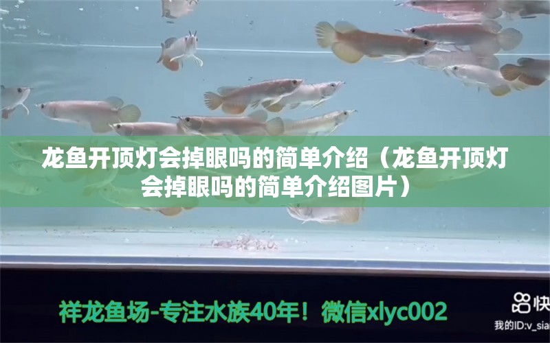 龙鱼开顶灯会掉眼吗的简单介绍（龙鱼开顶灯会掉眼吗的简单介绍图片） 广州龙鱼批发市场