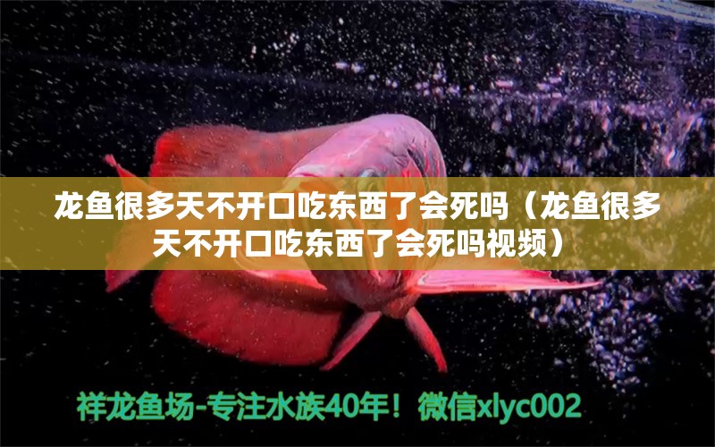 龙鱼很多天不开口吃东西了会死吗（龙鱼很多天不开口吃东西了会死吗视频）