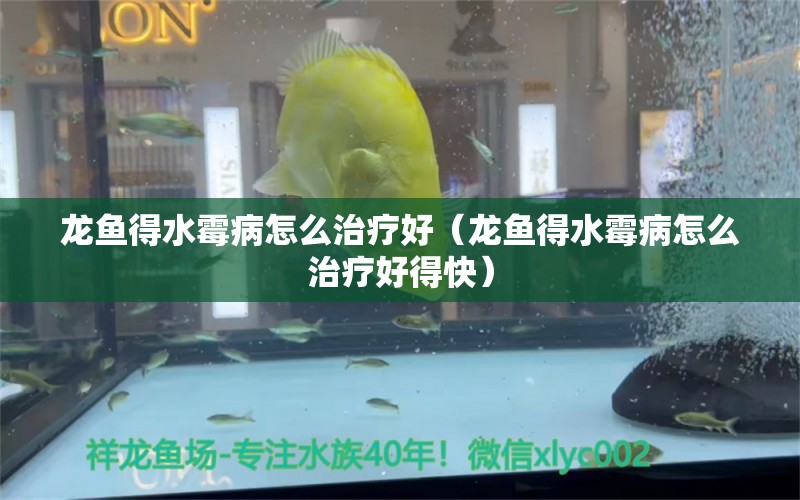 龙鱼得水霉病怎么治疗好（龙鱼得水霉病怎么治疗好得快）