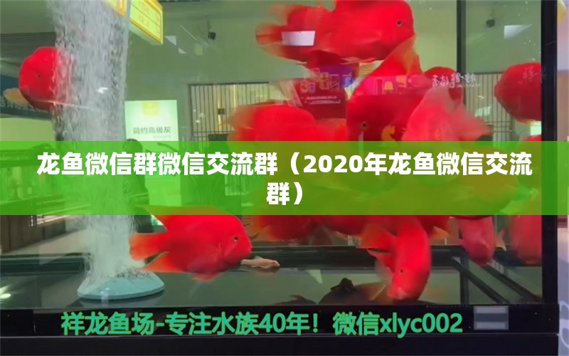 龙鱼微信群微信交流群（2020年龙鱼微信交流群）