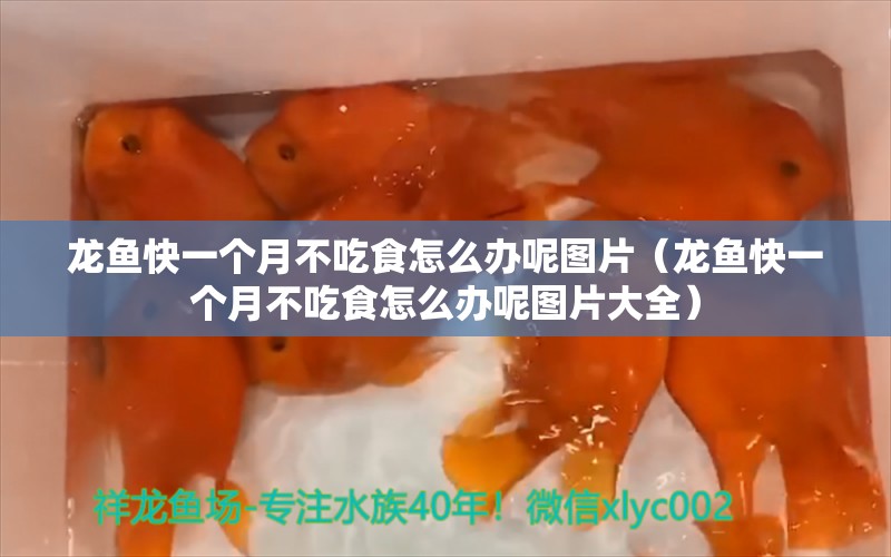 龙鱼快一个月不吃食怎么办呢图片（龙鱼快一个月不吃食怎么办呢图片大全） 广州龙鱼批发市场