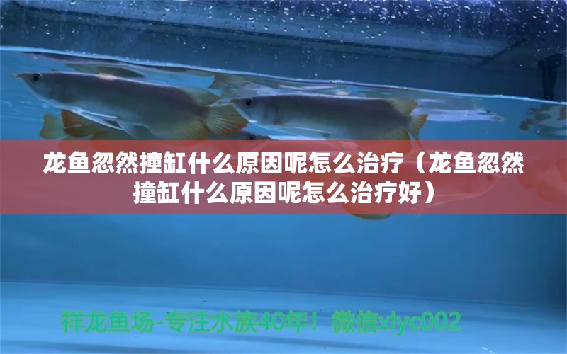 龙鱼忽然撞缸什么原因呢怎么治疗（龙鱼忽然撞缸什么原因呢怎么治疗好） 广州龙鱼批发市场