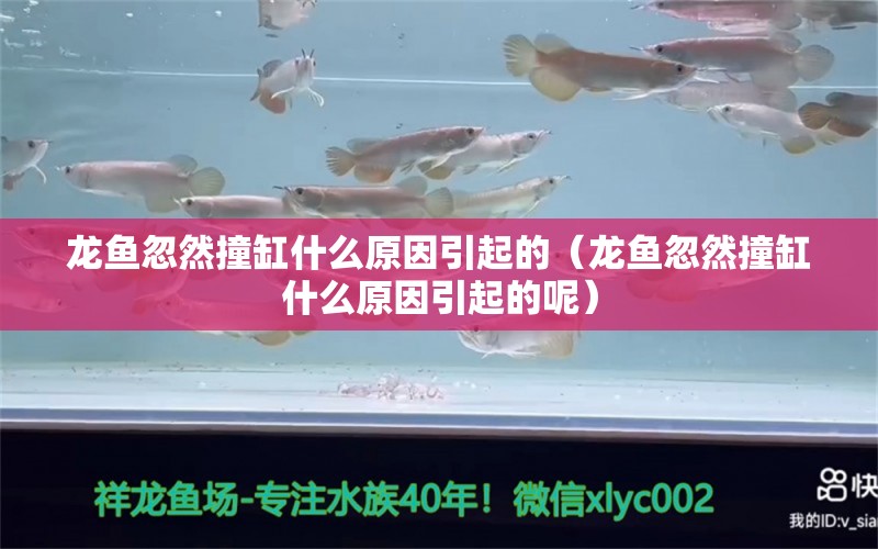 龙鱼忽然撞缸什么原因引起的（龙鱼忽然撞缸什么原因引起的呢）