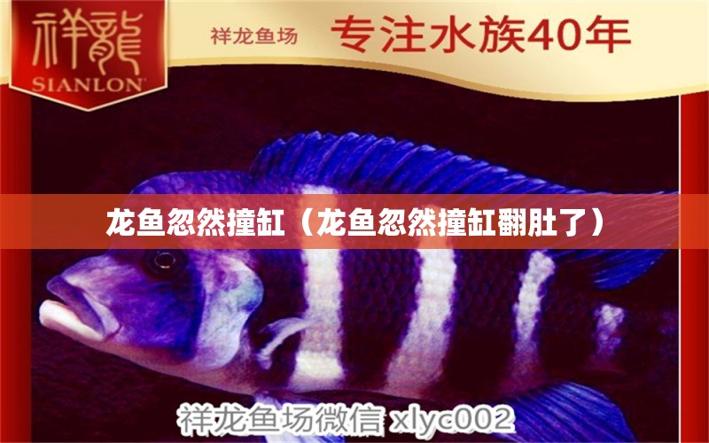 龙鱼忽然撞缸（龙鱼忽然撞缸翻肚了） 广州龙鱼批发市场