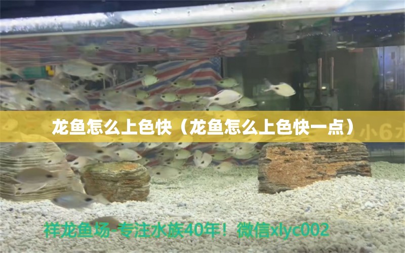 龙鱼怎么上色快（龙鱼怎么上色快一点） 广州龙鱼批发市场
