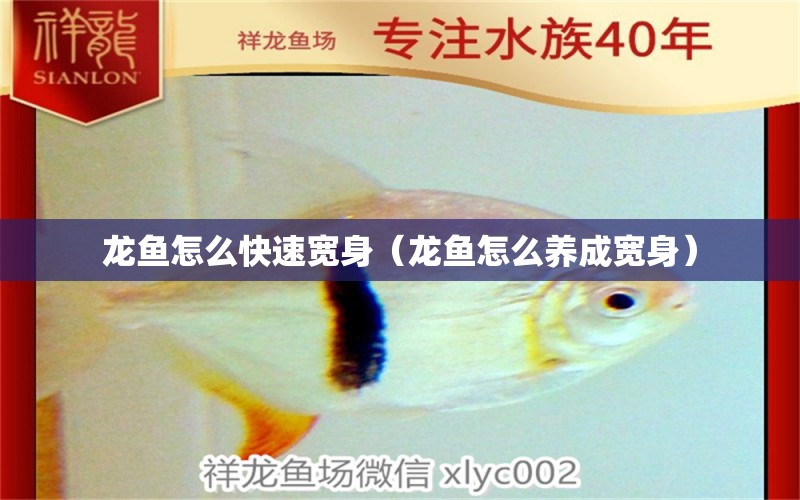 龙鱼怎么快速宽身（龙鱼怎么养成宽身） 广州龙鱼批发市场