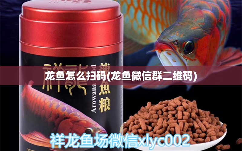 龙鱼怎么扫码(龙鱼微信群二维码) 水族用品