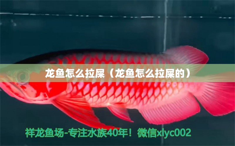 龙鱼怎么拉屎（龙鱼怎么拉屎的） 祥龙水族医院