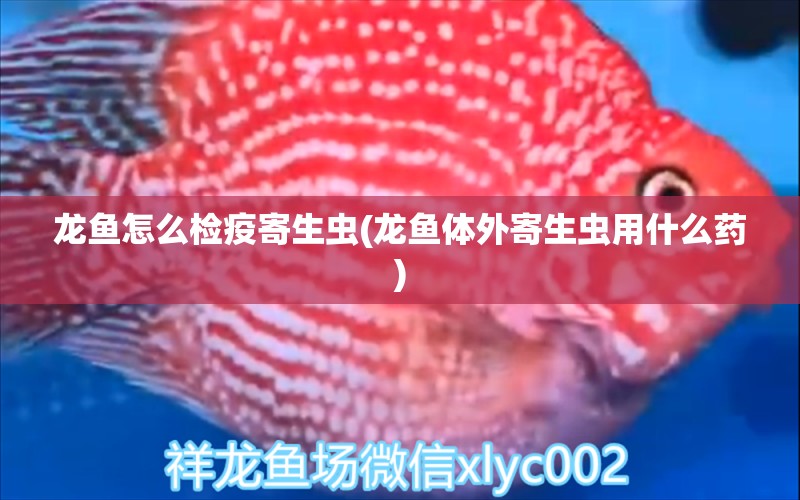 龙鱼怎么检疫寄生虫(龙鱼体外寄生虫用什么药) 鱼缸定做