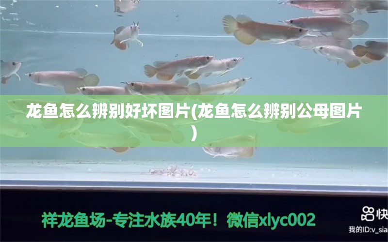 龙鱼怎么辨别好坏图片(龙鱼怎么辨别公母图片) 水族品牌