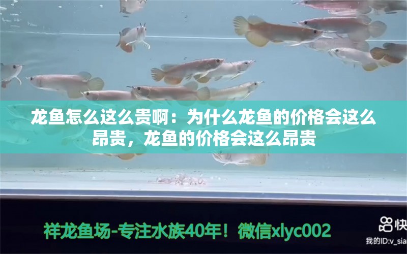 龙鱼怎么这么贵啊：为什么龙鱼的价格会这么昂贵，龙鱼的价格会这么昂贵 水族问答 第2张