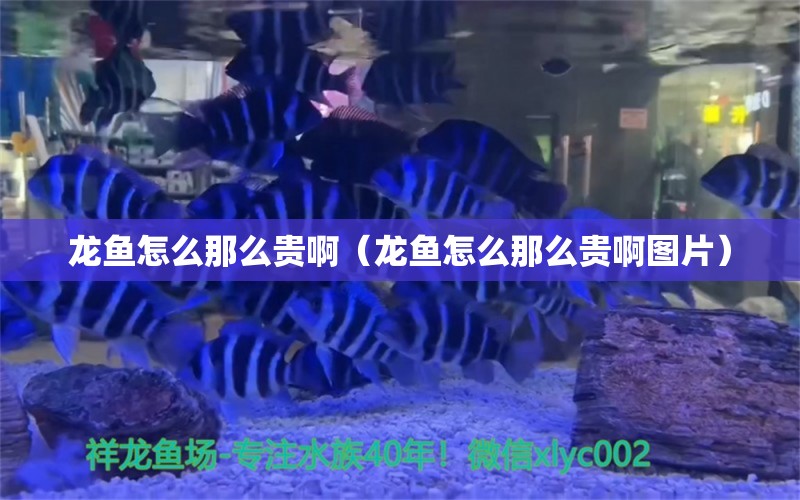 龙鱼怎么那么贵啊（龙鱼怎么那么贵啊图片）