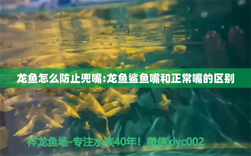 龙鱼怎么防止兜嘴:龙鱼鲨鱼嘴和正常嘴的区别