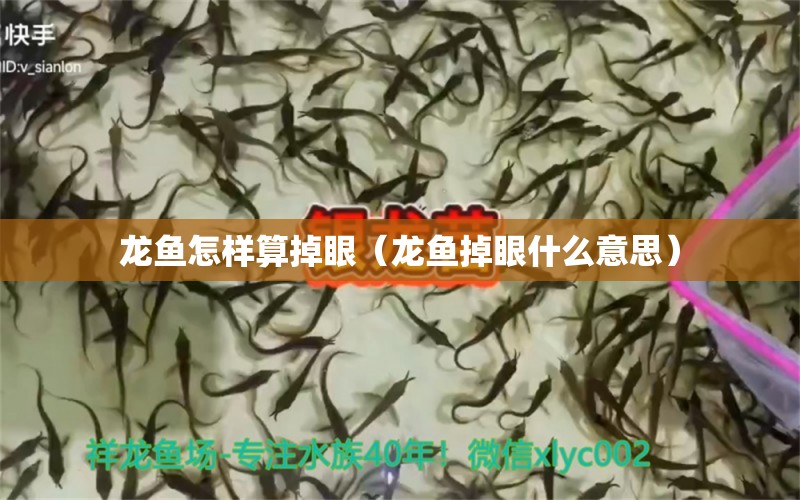 龙鱼怎样算掉眼（龙鱼掉眼什么意思） 广州观赏鱼批发市场