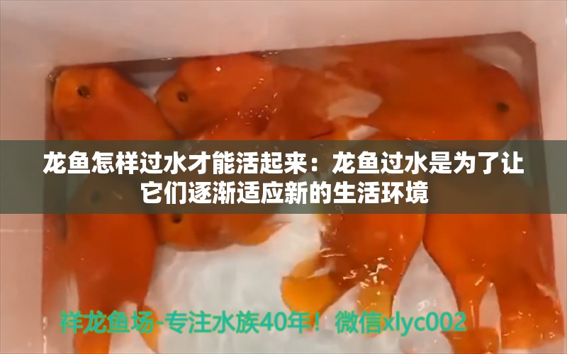 龙鱼怎样过水才能活起来：龙鱼过水是为了让它们逐渐适应新的生活环境