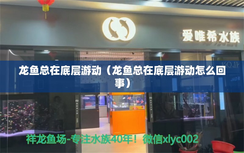 龙鱼总在底层游动（龙鱼总在底层游动怎么回事） 广州龙鱼批发市场