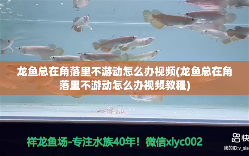 龙鱼总在角落里不游动怎么办视频(龙鱼总在角落里不游动怎么办视频教程) 红龙专用鱼粮饲料