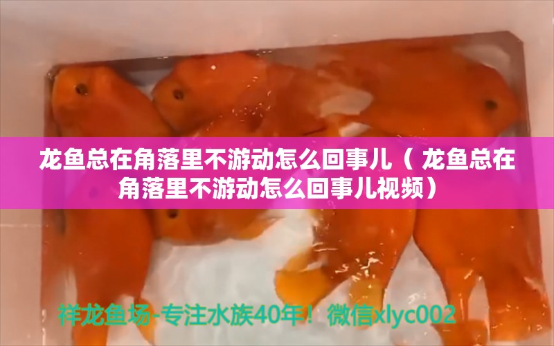 龙鱼总在角落里不游动怎么回事儿（ 龙鱼总在角落里不游动怎么回事儿视频） 白子关刀鱼苗 第1张