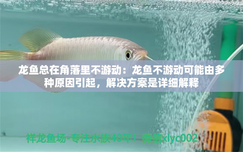 龙鱼总在角落里不游动：龙鱼不游动可能由多种原因引起，解决方案是详细解释